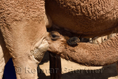 Camel calf feeding on nursing dromedary cow in sunshine on farm near Shymkent Kazakhstan