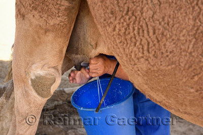 Woman in blue milking a camel at a farm near Shymkent Kazakhstan
