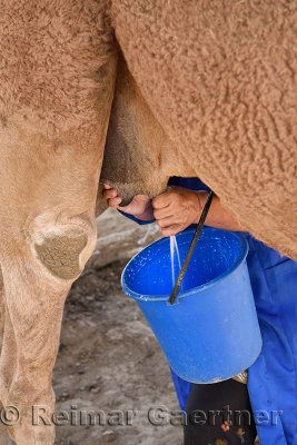 Woman squeezing milk from a camel teet at a farm near Shymkent Kazakhstan