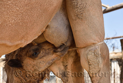 Calf feeding on udder of restrained nursing mother camel on a farm near Shymkent Kazakhstan