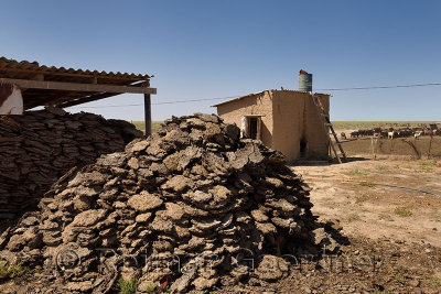 Pile of pressed cakes of dried camel and sheep dung used for fuel on a farm near Shymkent Kazakhstan