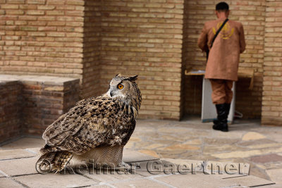 Tamed Great Horned Owl waiting for handler at Rabiga Sultan Begum mausoleum Turkestan Kazakhstan