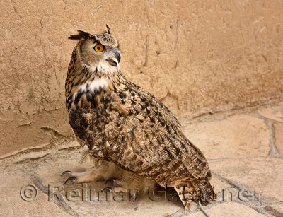 Tame Great Horned Owl on the ground at Khoja Ahmed Yasawi mausoleum in Turkestan Kazakhstan