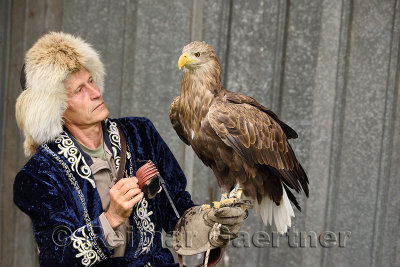 Trainer placing hood on White Tailed Eagle at Sunkar falcon sanctuary Almaty Kazakhstan