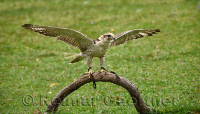 Falcon with spread wings at Sunkar Falcon Sanctuary Alma Arasan Gorge Kazakhstan