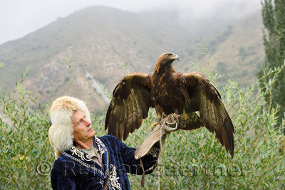 Professional trainer holding Golden Eagle at Sunkar Raptor Center in mountains of Alma Arasan Gorge Almaty Kazakhstan