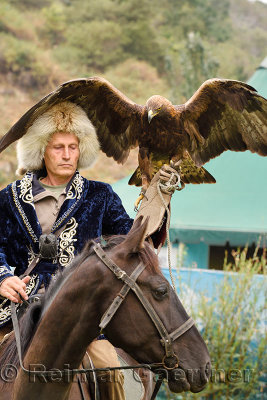Professional trainer on horseback and Golden Eagle with spread wings at Sunkar Raptor Center Almaty Kazakhstan