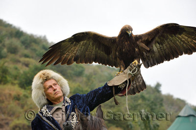 Bird trainer on horseback holding up a Golden Eagle with spread wings at Sunkar Raptor Center Almaty Kazakhstan