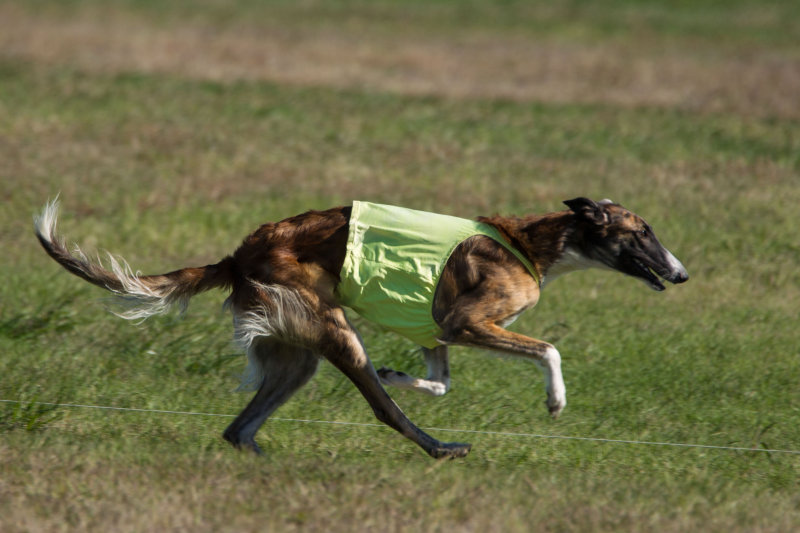 Saluki Club Lure Coursing Nov 2015