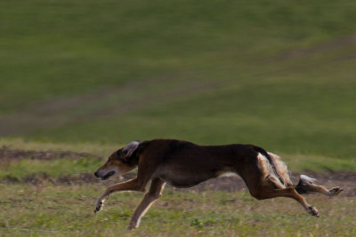 Lure_Coursing_trial_2015_013685.jpg