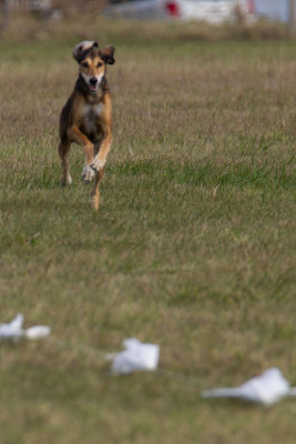 Lure_Coursing_trial_2015_013686.jpg