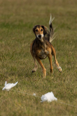 Lure_Coursing_trial_2015_013690.jpg