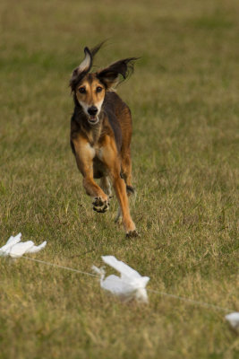 Lure_Coursing_trial_2015_013692.jpg