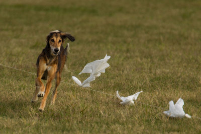 Lure_Coursing_trial_2015_013694.jpg