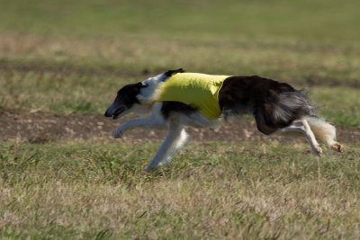 Lure_Coursing_trial_2015_013876.jpg