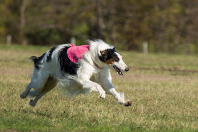 Lure_Coursing_trial_2015_013954.jpg
