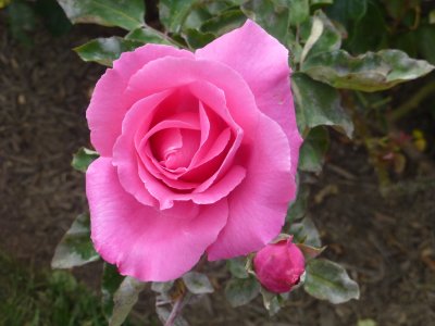 From the rose garden at the Biltmore .jpg