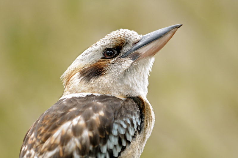 Kookaburra