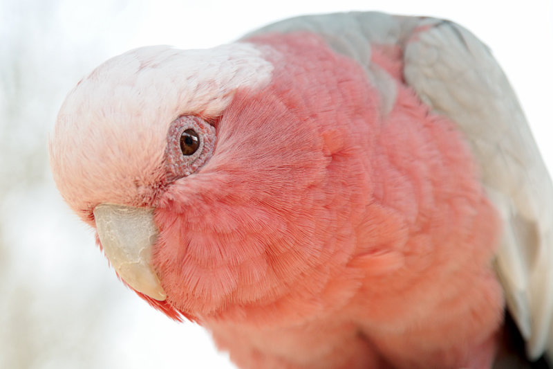 Australian Galah