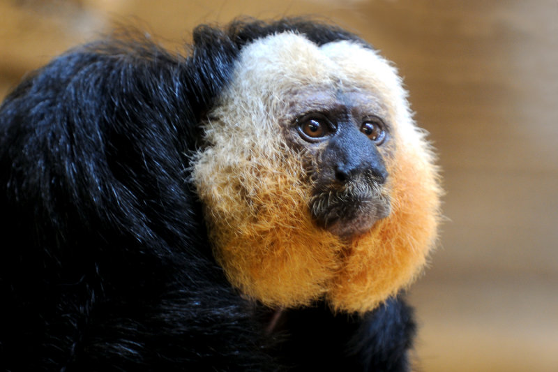 White-Faced Saki