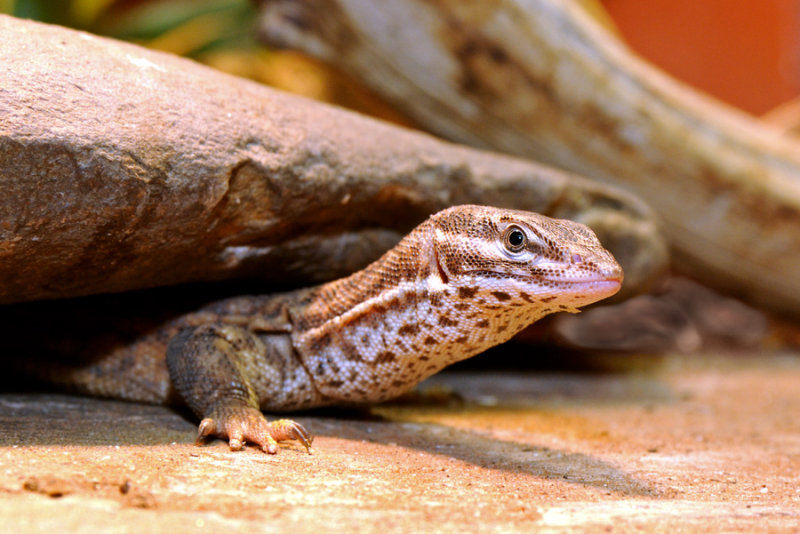 Spiny-Tailed Monitor