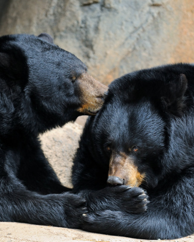 Black Bears