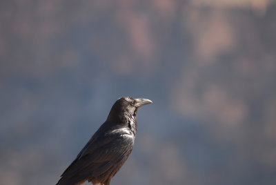 ZWX_4008.JPG