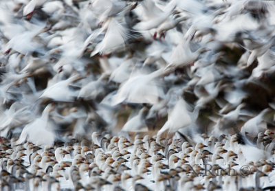 Snow Geese Uplifting