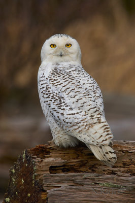 Snowy owl Gaze