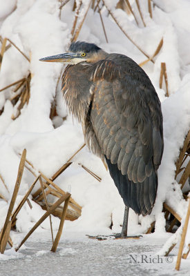 Heron on winter pond