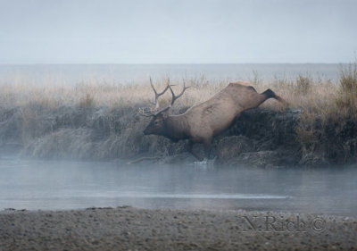 Elk in mist