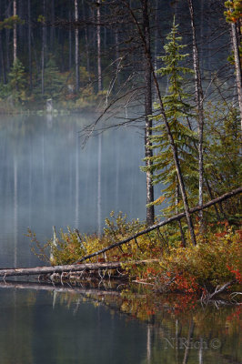 Early morning mist