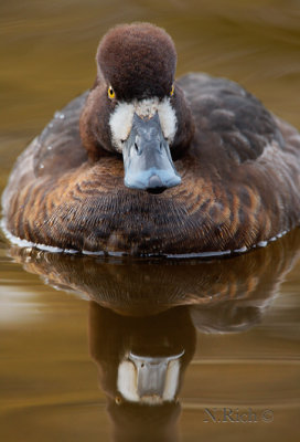 Sundown duck