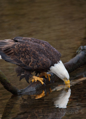 Salmon and Eagle cycle