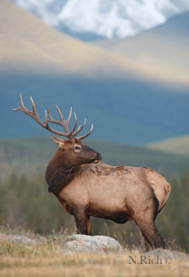 Elk Ridgeline