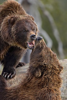 Grizzly Bear Play