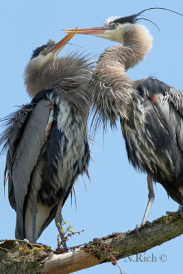 Heron Nesting Dance