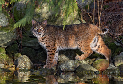 Bobcat Encounter