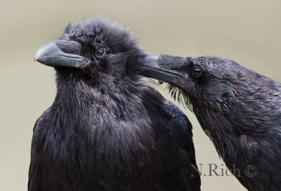 Raven Pair