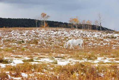 White horse: Gold field