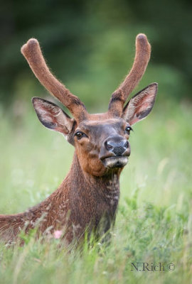 Young elk portrait
