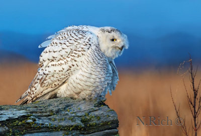 Snowy Owl sundown