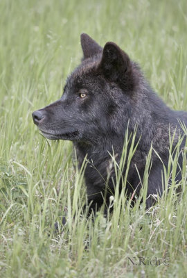 Black wolf Portrait