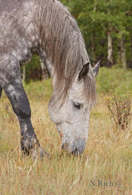 Foothills horse portrait