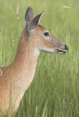 Doe portrait