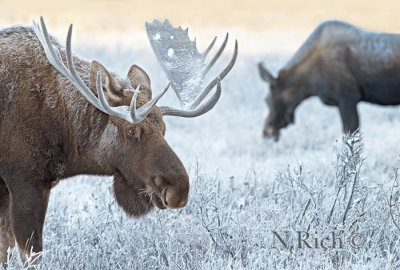 Sundown Moose