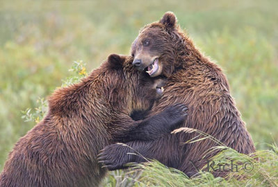 Grizzly Bear play