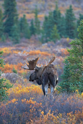 Moose at Sundown