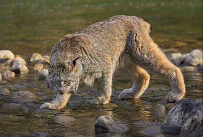 Lynx Along River