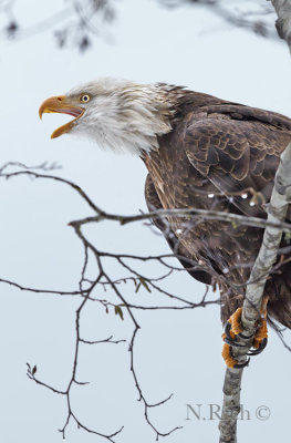 Eagles & Salmon